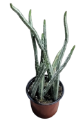 Senecio Stapeliformis "Pickle Plant"